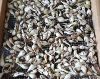 10+ True Louisiana Evergreen Multiplying Onion Bulbs – Louisiana Shallot / Perennial Green Onion Sets – Heirloom