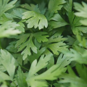 May include: Close-up of fresh, vibrant green parsley leaves. The leaves have a delicate, feathery texture and are arranged densely, creating a lush, natural background. The image highlights the bright green color and intricate details of the plant.