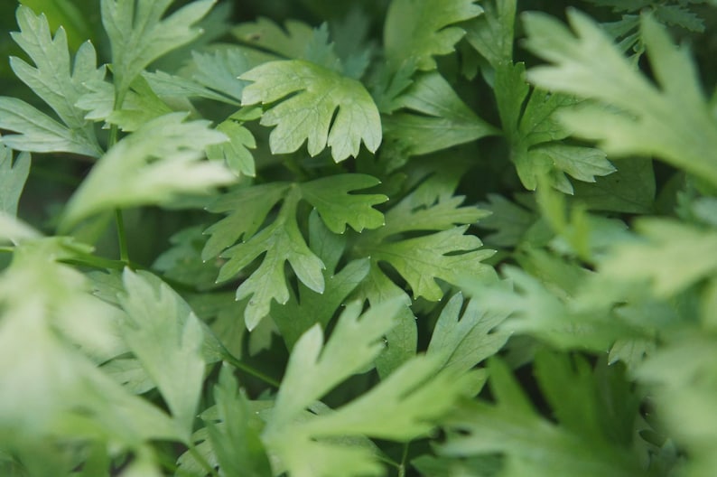 May include: Close-up of fresh, vibrant green parsley leaves. The leaves have a delicate, feathery texture and are arranged densely, creating a lush, natural background. The image highlights the bright green color and intricate details of the plant.