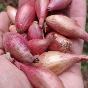 May include: A handful of fresh shallots, with their characteristic elongated shape and reddish-purple skins. Some have a lighter, tan hue. The shallots are tightly packed together, showcasing their varying sizes and textures. The image is taken in natural light.