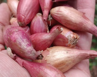 50+ Monique French Shallot Sets – Heirloom Multiplier Shallots – Bulk Garden Bulbs Planting Size