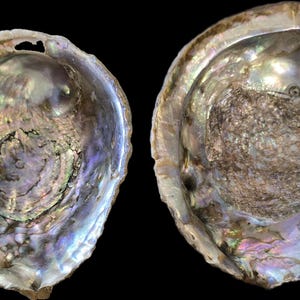 May include: Two iridescent abalone shells displaying a natural nacre interior with swirling patterns of blue, green, purple, and silver. The shells have a smooth, reflective surface with a textured, organic center and irregular, scalloped edges.