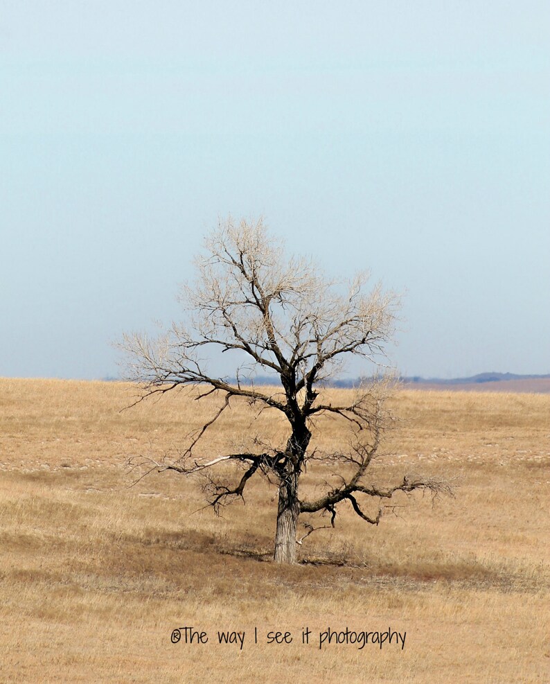 Lone tree in the Flint Hills of Kansas