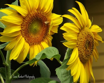 SUNFLOWERS