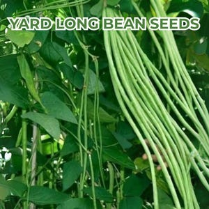 Yard Long Bean Seeds – Chinese String Bean – Productive, Heat Tolerant, Tender & Crisp – Non-GMO – USA Seller