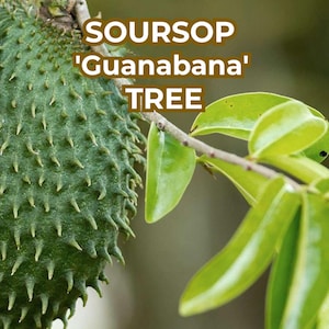 Live Soursop Tree Guanabana Plant | Annona muricata | 3–8” Baby Plant in Pot | Tropical Fruit Tree for Zone 10-11 or Patio Growing