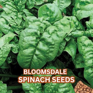 100 Bloomsdale Spinach Seeds – Organic, Heirloom, Fast Growing Leafy Green, Easy to Grow, Cool Season Vegetable, Full Sun