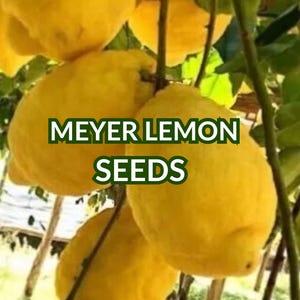 50+ Meyer Lemon Seeds for Planting – Fresh Citrus Fruit Tree Seeds – Juicy, Sweet Lemons – Indoor or Outdoor Garden – Free Shipping