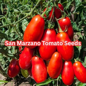 20 San Marzano Tomato Seeds – Organic, Heirloom, Plum Variety, Full Sun, Easy to Grow, Classic Paste Tomato for Summer Gardens
