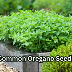 Common Oregano Seeds | Heirloom NON-GMO Culinary Herb | Robust Flavor | Perennial | Free Shipping from USA Seller