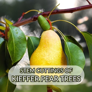 8 Kieffer Pear Tree Cuttings – Live Unrooted Scions for Grafting or Propagation, Cold Hardy Zones 4–9, Fruit Tree Starter, 7–10” Long