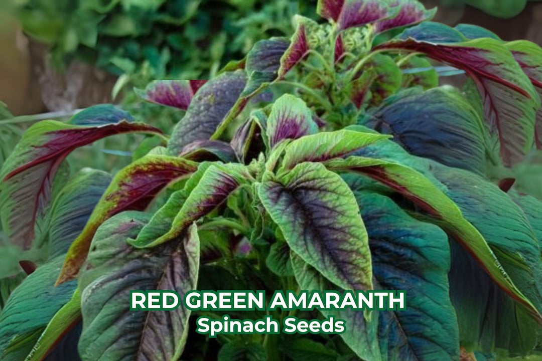 Red Green Amaranth Spinach Seeds – Rau Den – Bicolor Leafy Greens ...