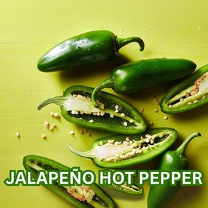 Jalapeño Hot Pepper Seeds – Organic Heirloom – Spicy Chili – 20 Seeds – Easy to Grow – Full Sun or Partial Shade – Garden Favorite