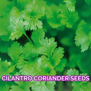 500 Cilantro Coriander Seeds – NON-GMO Heirloom Herb Seeds – Easy to Grow Annual for Culinary Use – USA Seller
