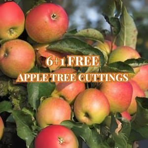 6+1 Free Apple Tree Cuttings – Live Scions for Grafting, Propagation, Non-Rooted, Mixed Variety, Zones 5-8, Freshly Harvested