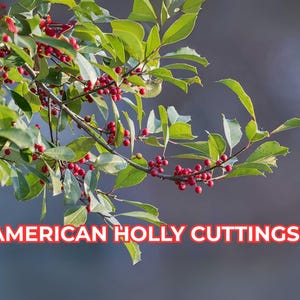 American Holly Cuttings – Unrooted, Ilex opaca, Organic Evergreen Tree, Red Berries, Wildlife Friendly, Winter Decor, USA Grown