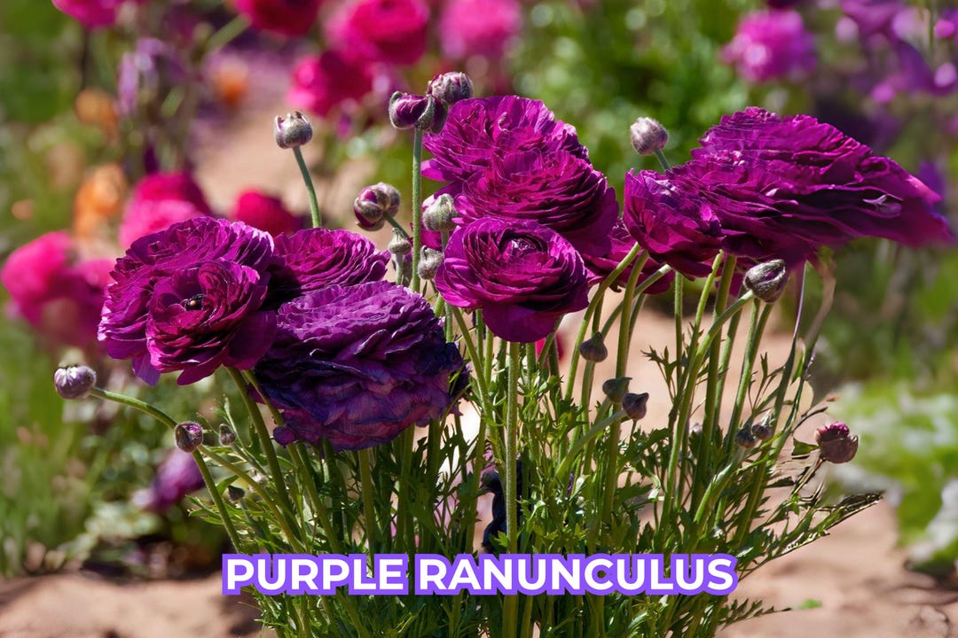 Purple Leaved Ranunculus Purple Ranunculus Bulbs: Fresh Cut Flower Garden - Spring/fall Planting ...