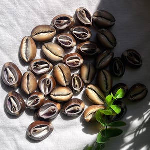 May include: A collection of brown and tan cowrie shells, some open to reveal their interiors, arranged on a white surface. The shells vary in size and shade, with a few displaying a darker, almost black hue. A small sprig of green leaves is in the lower right corner.