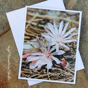 Bitterroot Flowers Photo Note Card - Montana State Flower