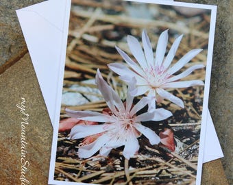 Bitterroot Flowers Photo Note Card - Montana State Flower