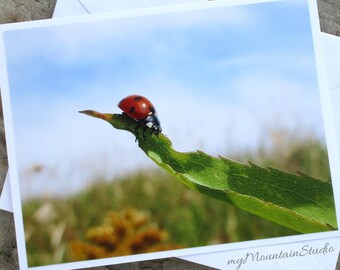 Red Ladybug on Leaf Photo Note Card. Montana Nature Photography. Ready to Ship.