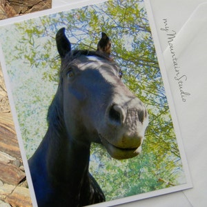 May include: A black horse with a white blaze on its forehead looks up at the camera with its mouth slightly open. The horse is standing in a field of green trees.