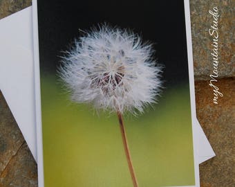 Gone to Seed Photo Note Card - Nature Photography in Montana - Beautiful Dandelion Photo