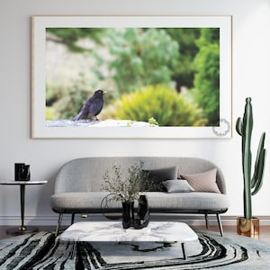Amsel Fine Art Fotografie Druck | Natur Wand Kunst digitaler Download | Vogel-Foto für rustikale oder minimalistische Wohnkultur