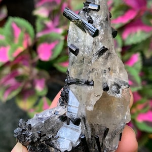 Natural Black Tourmaline Terminated Crystals on Quartz Specimen – Healing Stone, Collector’s Mineral
