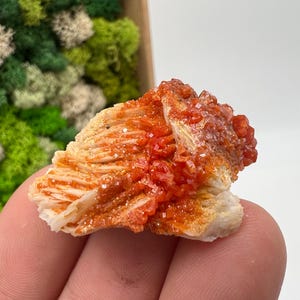 Red Vanadinite on Barite from Morocco,Crystal, Mineral,Specimen,Cluster,Vanadinite Crystal, Vanadinite ,Geology,Vanadinite Cluster,red Cr