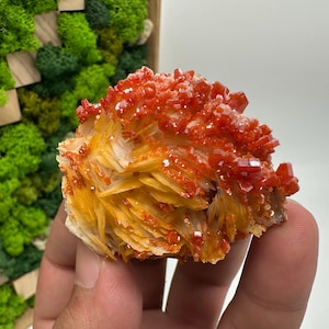 Roter Cr. Vanadinit auf Baryt aus Marokko,Vanadinit Kristall,Haufen,Haufen,Geologie,Haufen,Haufen,Cluster,rot Cr