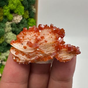 Roter Cr. Vanadinit auf Baryt aus Marokko,Vanadinit Kristall,Haufen,Haufen,Geologie,Haufen,Haufen,Cluster,rot Cr