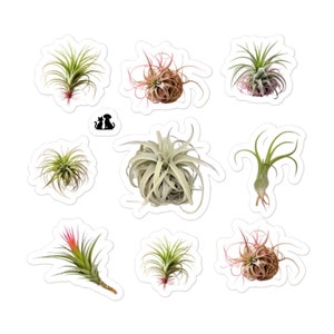 Stickers sans bulles Air Plant Tillandsia, lot de 9, plantes d'intérieur pour scrapbooking, collection, carte de voeux, feuille d'autocollants de 14 x 14 cm
