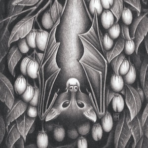 Graphite fruit bat 8x10 giclee art print, bat gift, bat illustration, bat drawing, halloween wall decor, gothic bat