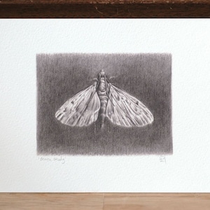 Moth drawing 5x7 giclee art print, moth drawing, insect art, insect illustration
