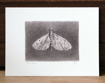 Moth drawing 5x7 giclee art print, moth drawing, insect art, insect illustration