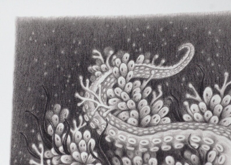 Octopus Giclée Art Print, Graphite Octopus Drawing, 8x10 - Etsy