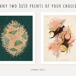 May include: Two 8x10 inch prints of botanical illustrations. The first print features a green and yellow flower with a dark green background. The second print features two black beetles on a pink and white flower with a cream background. The text "Tweets" and "lolanus cornes stay weite" is visible on the second print.