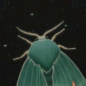 May include: A green moth with feathery antennae against a dark background with white dots.