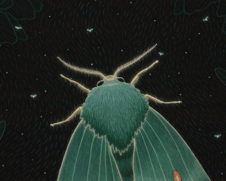 May include: A green moth with feathery antennae against a dark background with white dots.