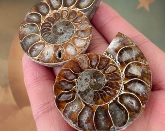 Un par de caracolas fósiles de amonita natural, espécimen de decoración curativa de Madagascar