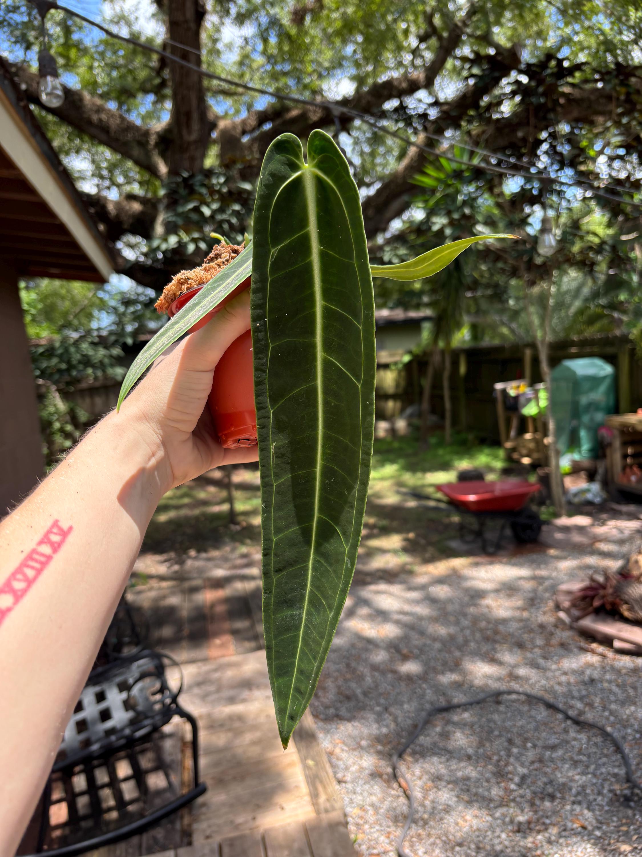 Anthurium Queen Warocqueanum Dark Narrow - Etsy