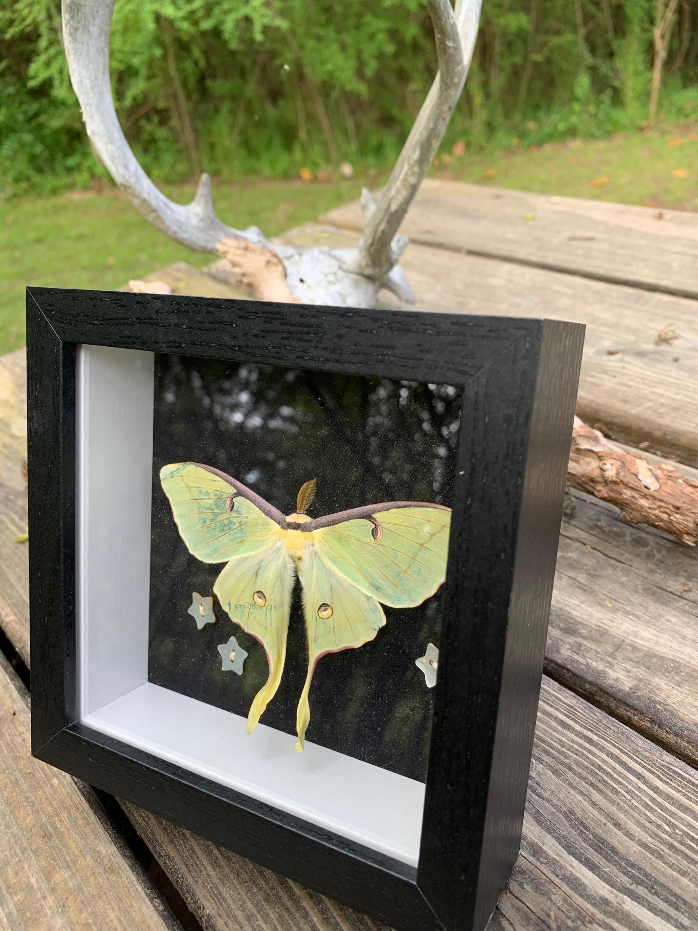 Framed Real Luna Moth Art – Hand-preserved Insect Display, Gothic ...