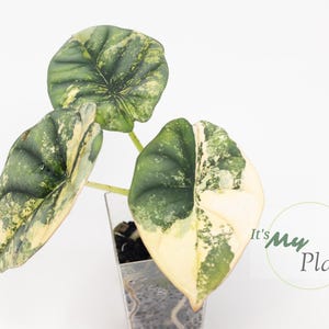 Alocasia Nebula Aurea Variegated *Exact Plants* (READ ITEM DETAILS)