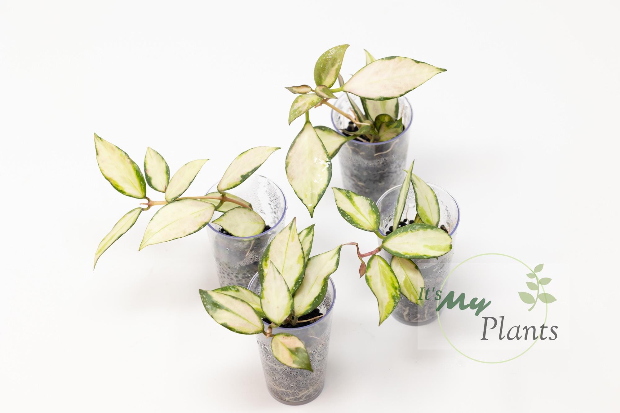 hoya nabawaensis variegated カット苗 Hoya nabawanensis (variegated) – Hoya Cuttings