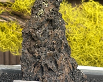 Pequeña piedra de lava con líquenes para terrario, acuario, bonsái, suiseki.