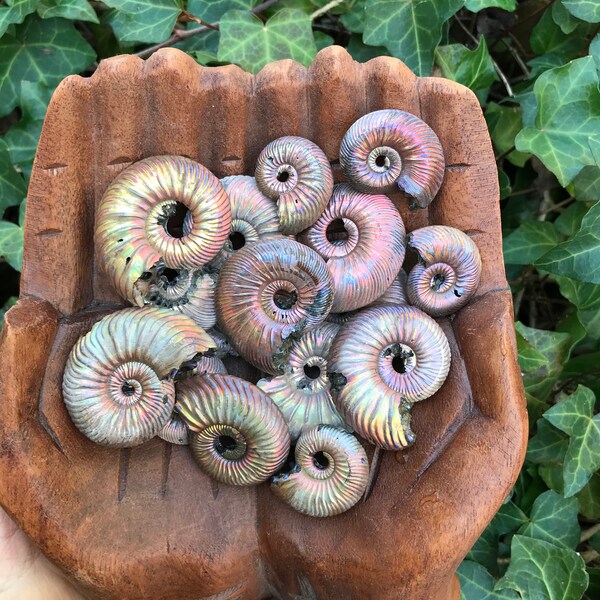 NEW! Russian Iridescent Opalized Ammonite // ONE (1) Shimmery Rainbow Fossil //Spiral Renewal Rebirth Prosperity Success Vitality