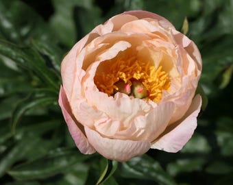PRE ORDER Ships Fall 2026: Kings Day Peony Root