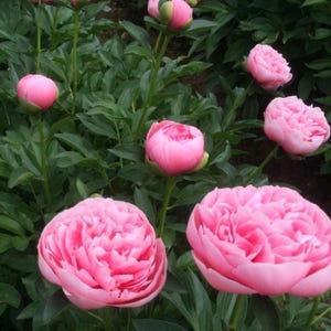May include: Close-up of pink peony flowers in various stages of bloom. Some are tightly closed buds, while others are fully open, revealing layers of delicate petals. The flowers are set against a backdrop of lush green foliage.