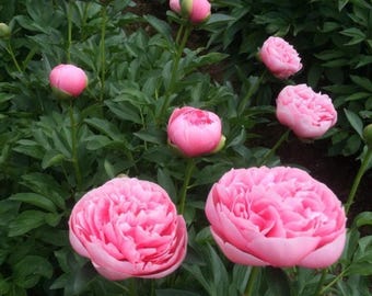 May include: A cluster of vibrant pink peony flowers in various stages of bloom, ranging from tight, rounded buds to fully opened, ruffled blossoms with layered petals, all set against a backdrop of lush, dark green foliage on slender stems.